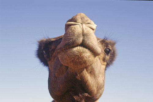 camel-AsiaPhotoStock