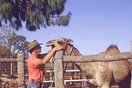 camel hand-AsiaPhotoStock