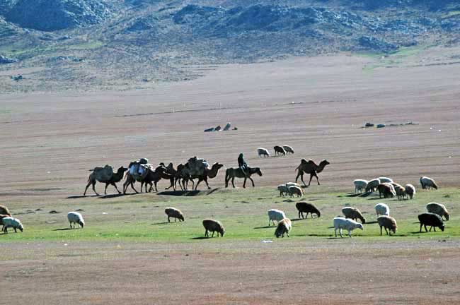 camel train gobi-AsiaPhotoStock