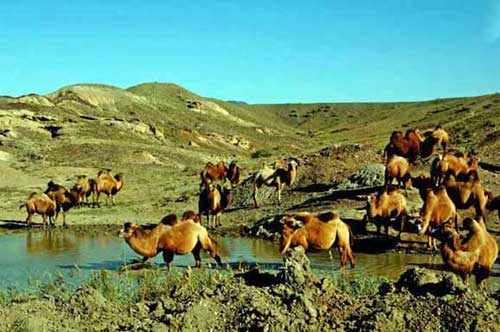 camels at water-AsiaPhotoStock