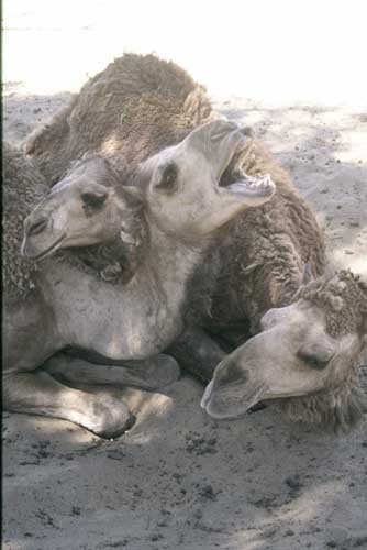 three camels-AsiaPhotoStock