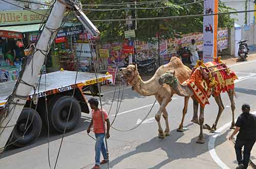 camels cochin-AsiaPhotoStock
