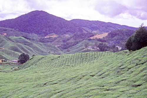 cameron highlands-AsiaPhotoStock