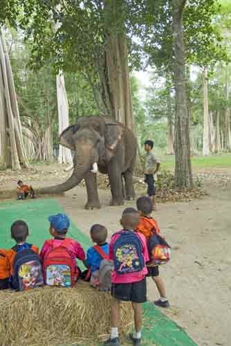 elephant camp-AsiaPhotoStock