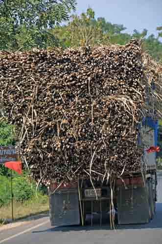 cane sugar-AsiaPhotoStock