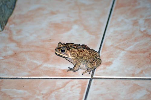 cane toad-AsiaPhotoStock