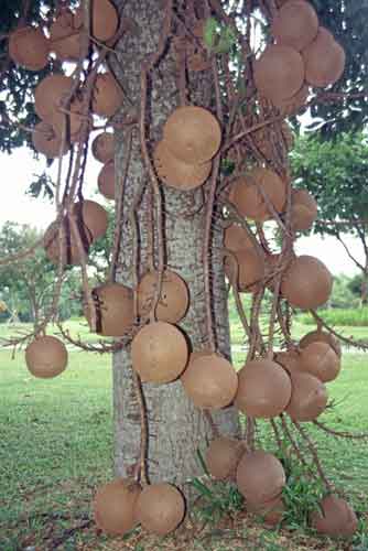 cannonball tree-AsiaPhotoStock