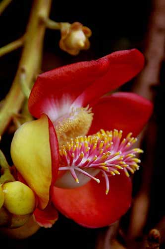 cannon ball tree flower-AsiaPhotoStock