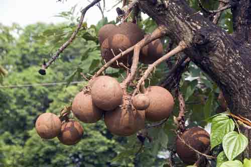 cannon ball fruit-AsiaPhotoStock