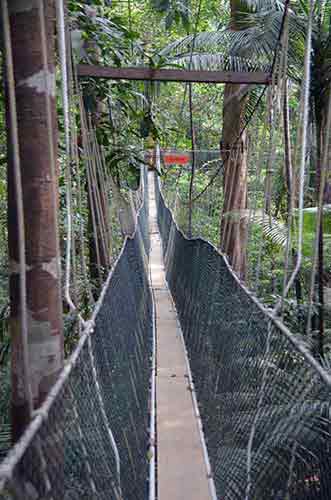 canopy bridge-AsiaPhotoStock