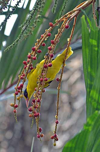 oriole feeding-AsiaPhotoStock