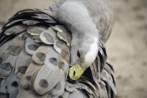 cape barren goose-AsiaPhotoStock