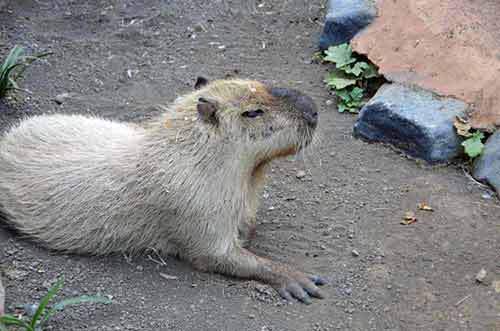 capybara-AsiaPhotoStock