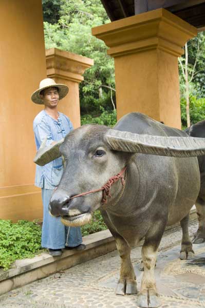 thai carabao-AsiaPhotoStock