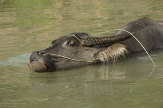 carabao swimming-AsiaPhotoStock