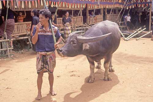 carabao at funeral-AsiaPhotoStock