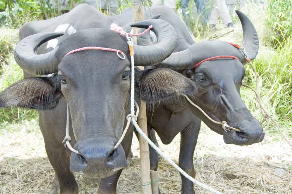 AsiaPhotoStock, carabao racers