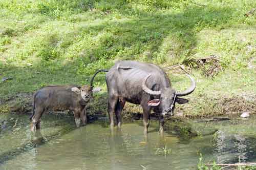 buffalo and calf-AsiaPhotoStock