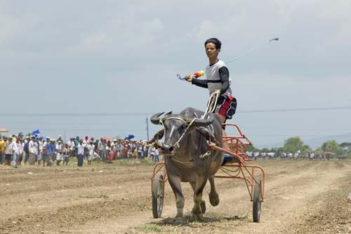 carabao cart-AsiaPhotoStock