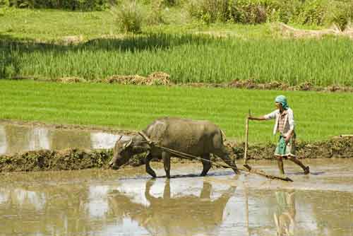 carabao_ploughing-AsiaPhotoStock