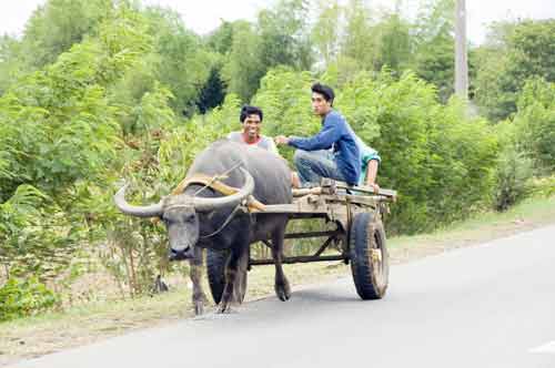 carabao pulling cart-AsiaPhotoStock