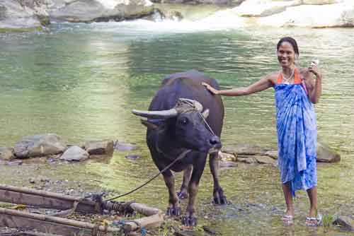 filipina and carabao-AsiaPhotoStock