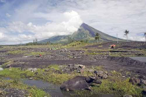 carabao mayon-AsiaPhotoStock