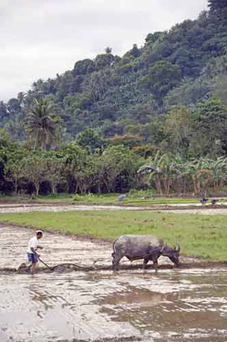 carabao ploughing mud-AsiaPhotoStock