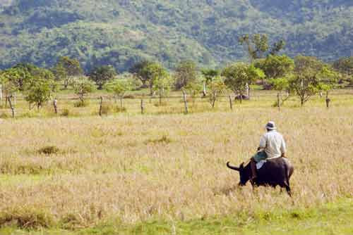 riding a carabao-AsiaPhotoStock