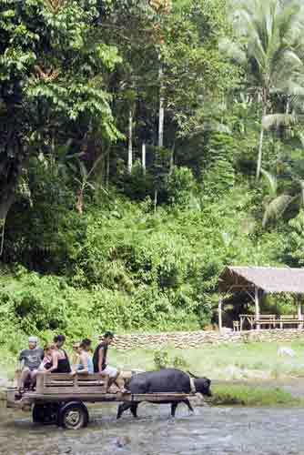 carabao cart rides-AsiaPhotoStock