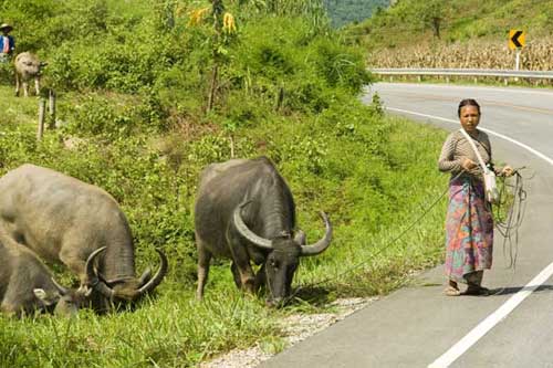 thai carabaos-AsiaPhotoStock