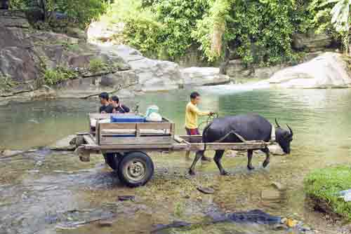 carabao transports-AsiaPhotoStock