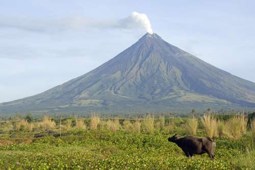 carabao at mayon-AsiaPhotoStock