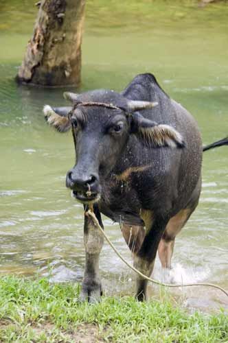 carabao shake-AsiaPhotoStock