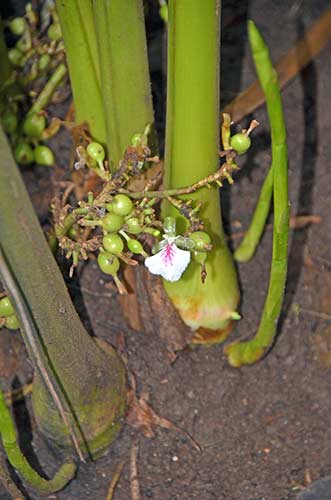 cardamom kerala-AsiaPhotoStock