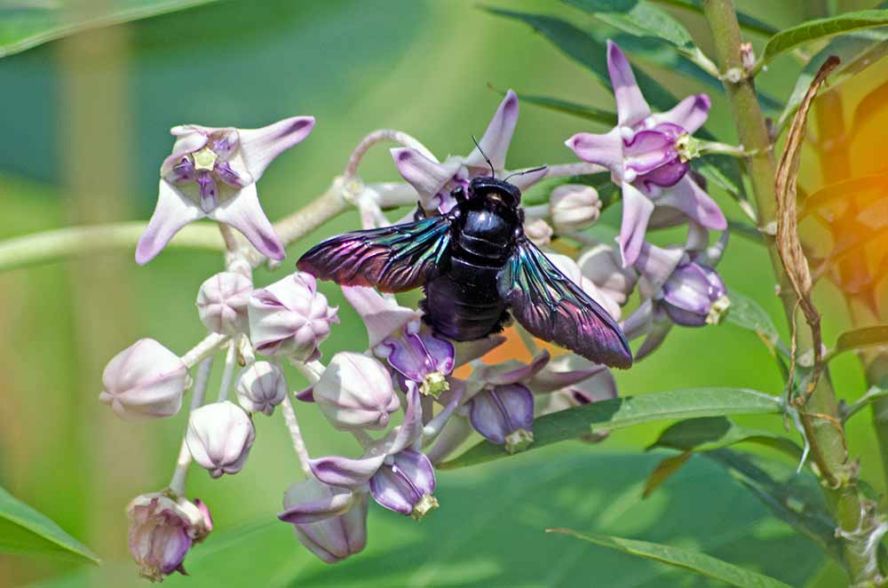 AsiaPhotoStock, carpenter beetle