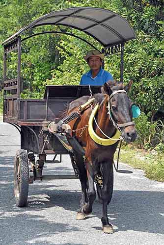 carriage-AsiaPhotoStock