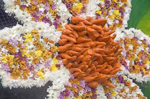 carrot and flowers-AsiaPhotoStock