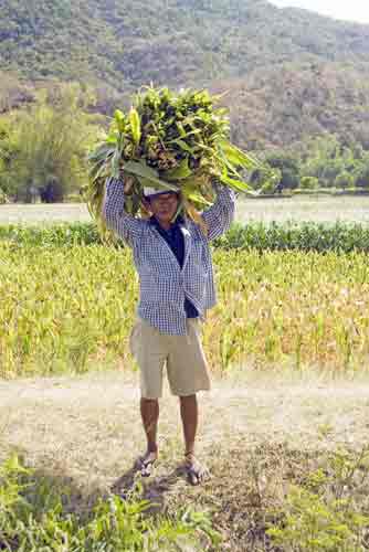 carrying corn-AsiaPhotoStock