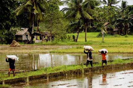 carrying bags of rice-AsiaPhotoStock