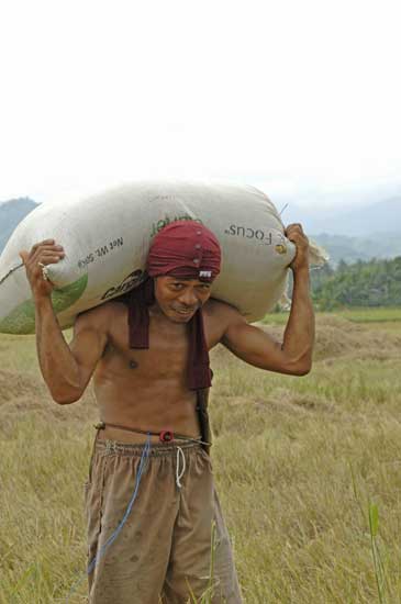 carrying rice-AsiaPhotoStock