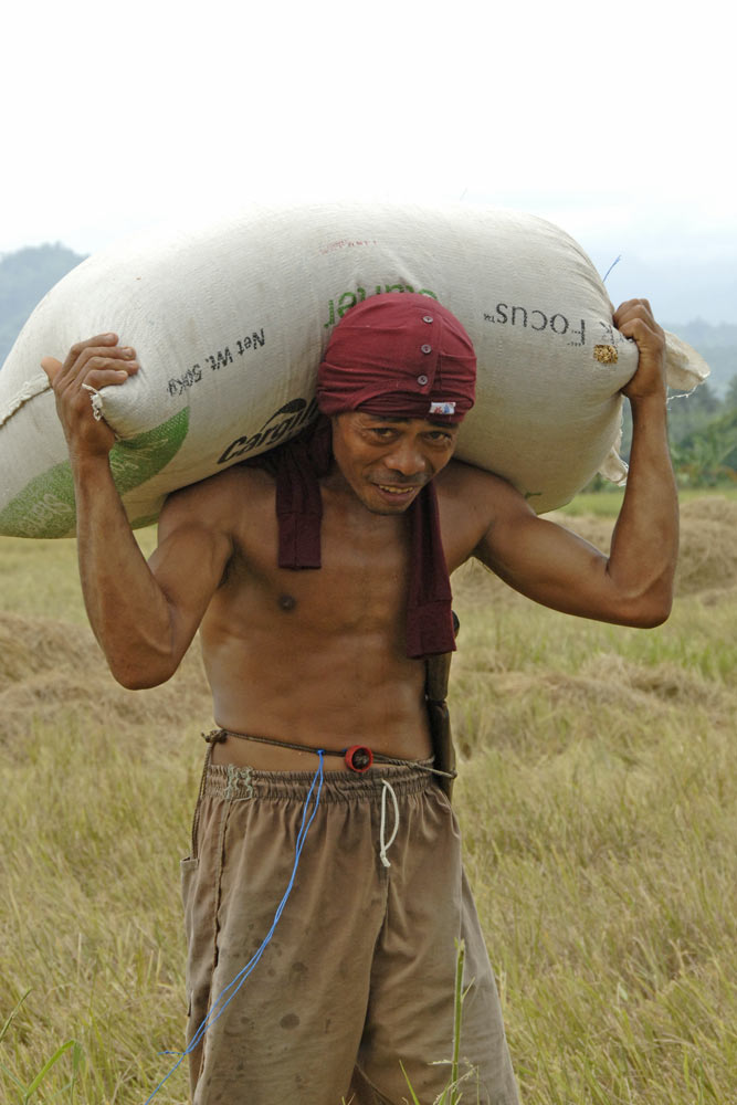 carrying rice-AsiaPhotoStock