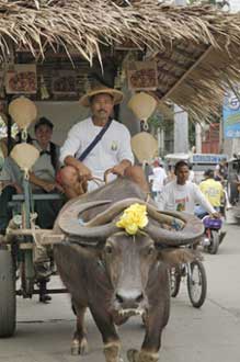 decorated carabao-AsiaPhotoStock