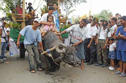 kneeling carabao-AsiaPhotoStock