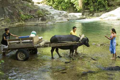 carabao carts-AsiaPhotoStock