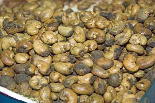 cashew nuts-AsiaPhotoStock