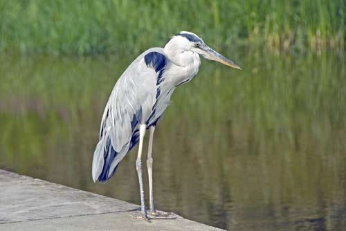 castle kanazawa heron-AsiaPhotoStock