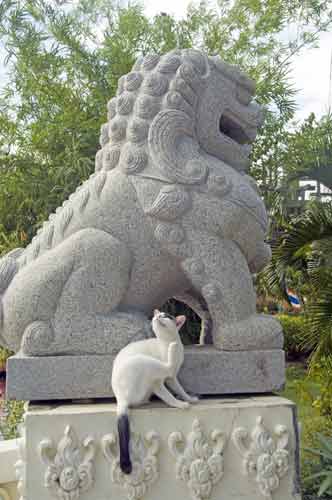 cat and lion-AsiaPhotoStock