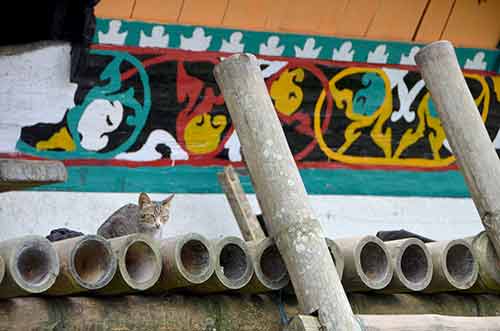 cat batak-AsiaPhotoStock