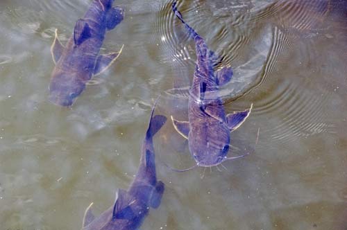 cat fish sungei buloh-AsiaPhotoStock